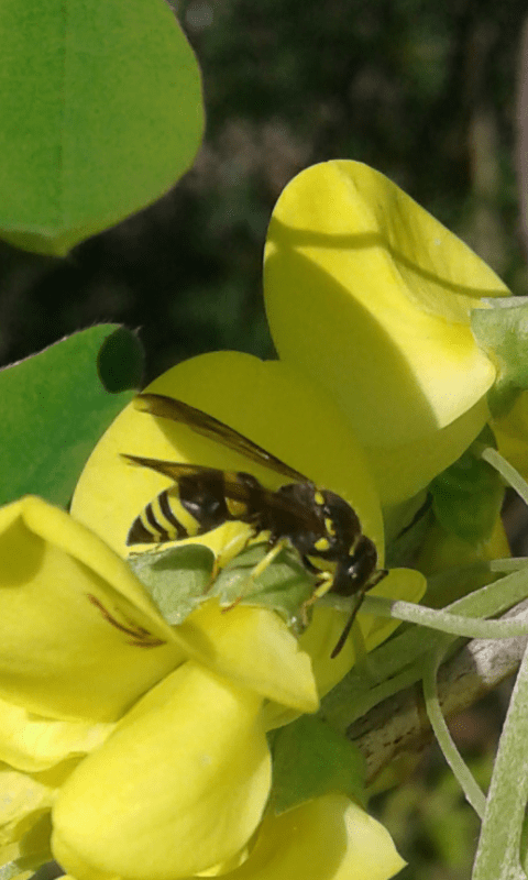 Ancistrocerus sp. o altro genere?